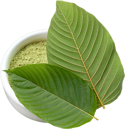 Kratom leaves and a bowl of kratom powder